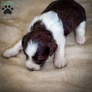 Licorice, Cavapoo Puppy