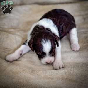 Licorice, Cavapoo Puppy