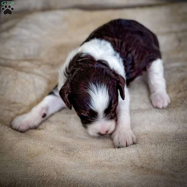 Licorice, Cavapoo Puppy