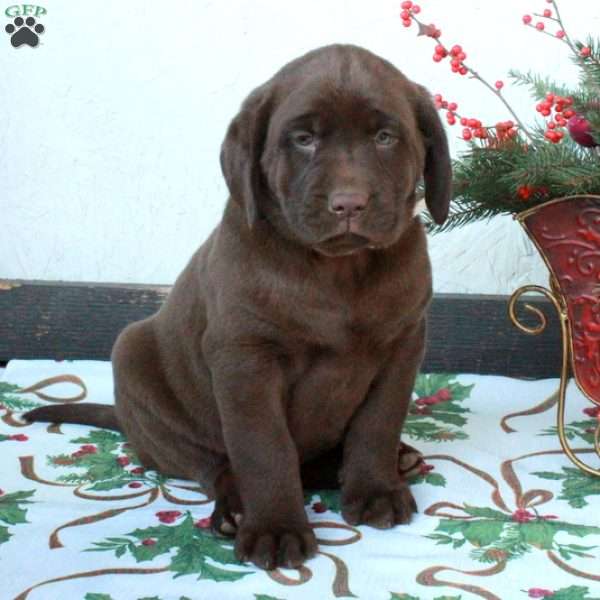 Lilac, Chocolate Labrador Retriever Puppy