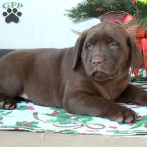 Lilac, Chocolate Labrador Retriever Puppy