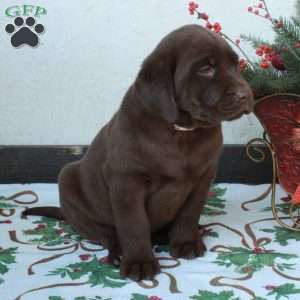 Lilac, Chocolate Labrador Retriever Puppy