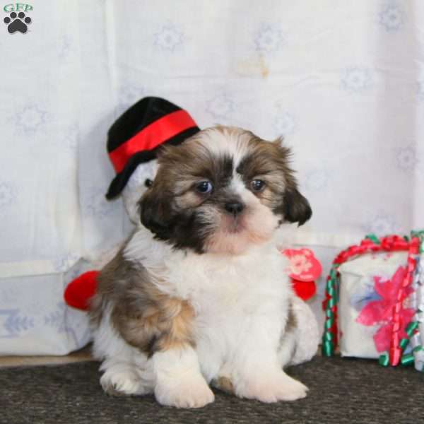 Lilac, Shih Tzu Puppy