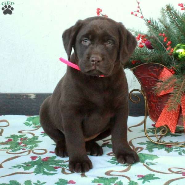 Lilly, Chocolate Labrador Retriever Puppy