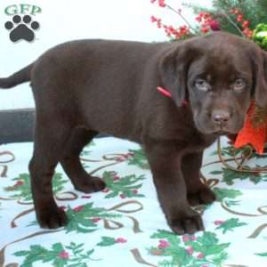 Lilly, Chocolate Labrador Retriever Puppy