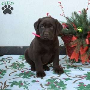 Lilly, Chocolate Labrador Retriever Puppy