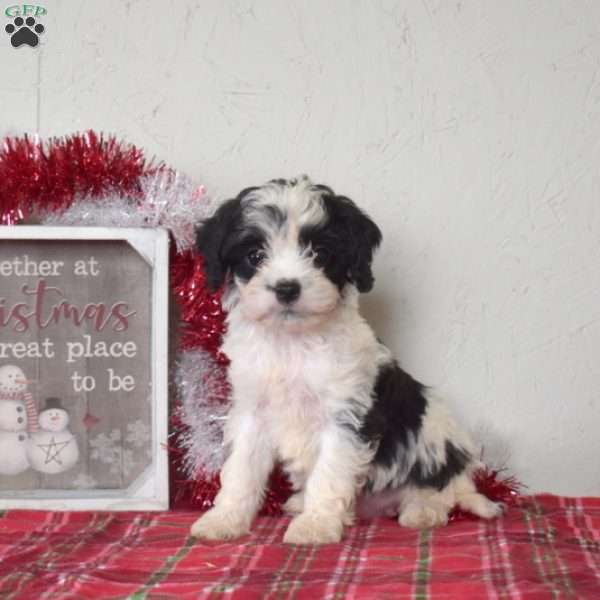 Lilo, Cavapoo Puppy