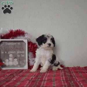 Lilo, Cavapoo Puppy