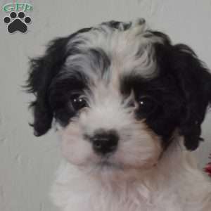 Lilo, Cavapoo Puppy