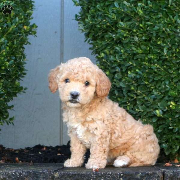 Lily, Mini Goldendoodle Puppy