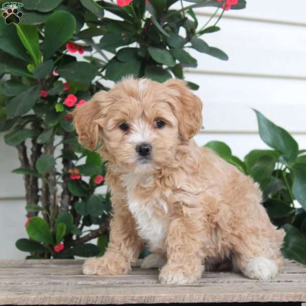 Lily, Maltipoo Puppy