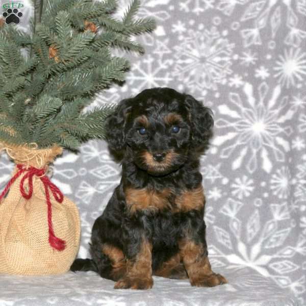 Lily, Cavapoo Puppy