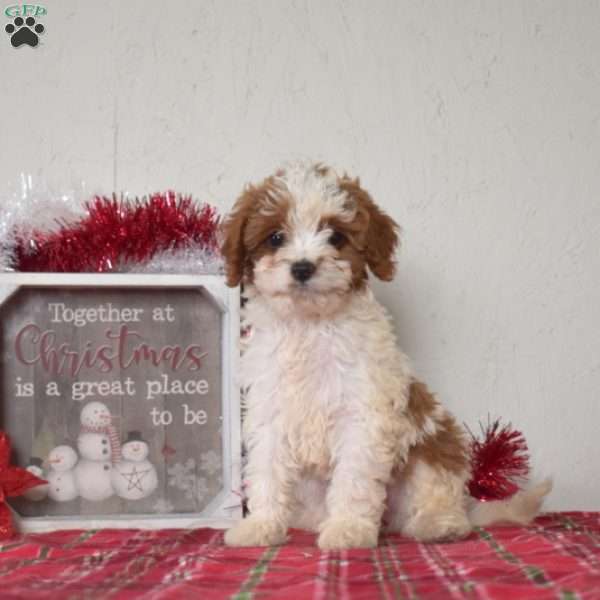 Lily, Cavapoo Puppy