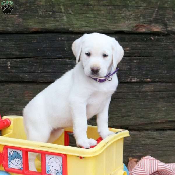 Lily, Yellow Labrador Retriever Puppy