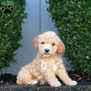 Lily, Mini Goldendoodle Puppy