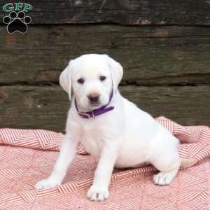 Lily, Yellow Labrador Retriever Puppy