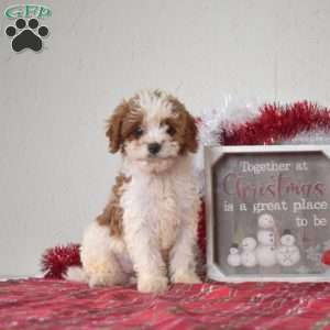 Lily, Cavapoo Puppy