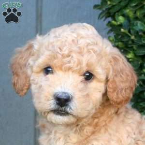 Lily, Mini Goldendoodle Puppy