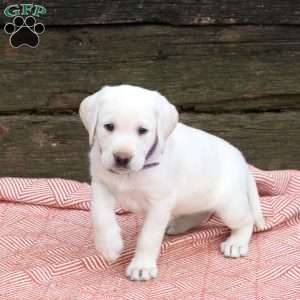 Lily, Yellow Labrador Retriever Puppy