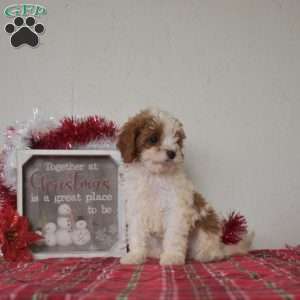 Lily, Cavapoo Puppy