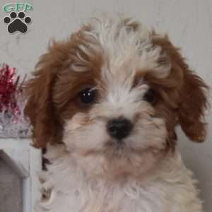 Lily, Cavapoo Puppy