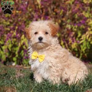 Lindor, Maltipoo Puppy