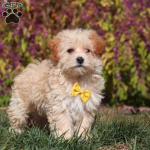 Lindor, Maltipoo Puppy