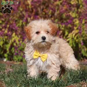 Lindor, Maltipoo Puppy