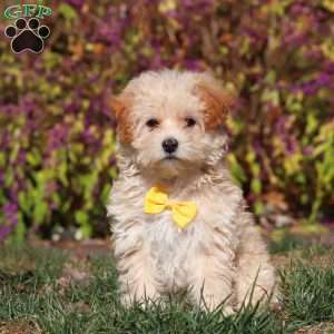 Lindor, Maltipoo Puppy