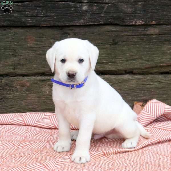 Link, Yellow Labrador Retriever Puppy