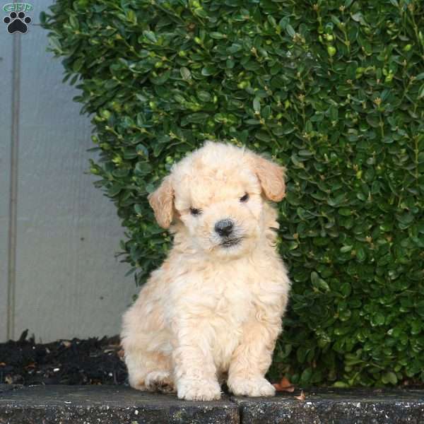 Link, Mini Goldendoodle Puppy