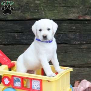 Link, Yellow Labrador Retriever Puppy