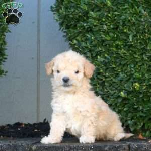 Link, Mini Goldendoodle Puppy