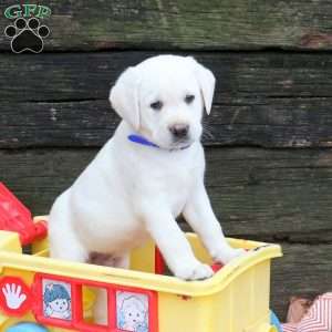 Link, Yellow Labrador Retriever Puppy