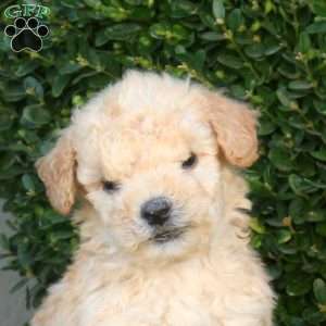 Link, Mini Goldendoodle Puppy