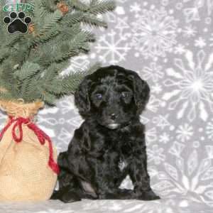 Link, Cavapoo Puppy