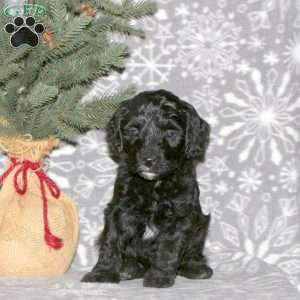 Link, Cavapoo Puppy