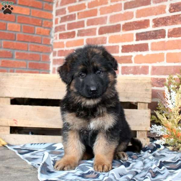 Link, German Shepherd Puppy