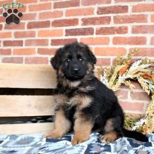 Link, German Shepherd Puppy