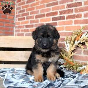 Link, German Shepherd Puppy