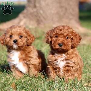 Dana, Cavapoo Puppy