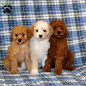 Cash, Miniature Poodle Puppy