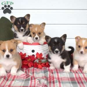 Prince, Pembroke Welsh Corgi Puppy