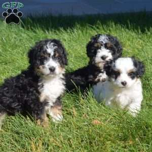 Trooper, Mini Bernedoodle Puppy