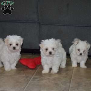 Joyce, Maltese Puppy