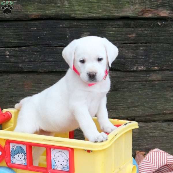 Liza, Yellow Labrador Retriever Puppy