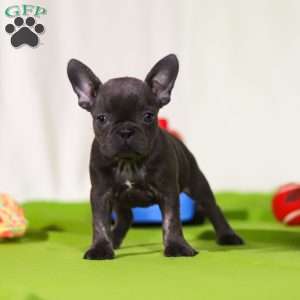 Lizzie, Frenchton Puppy