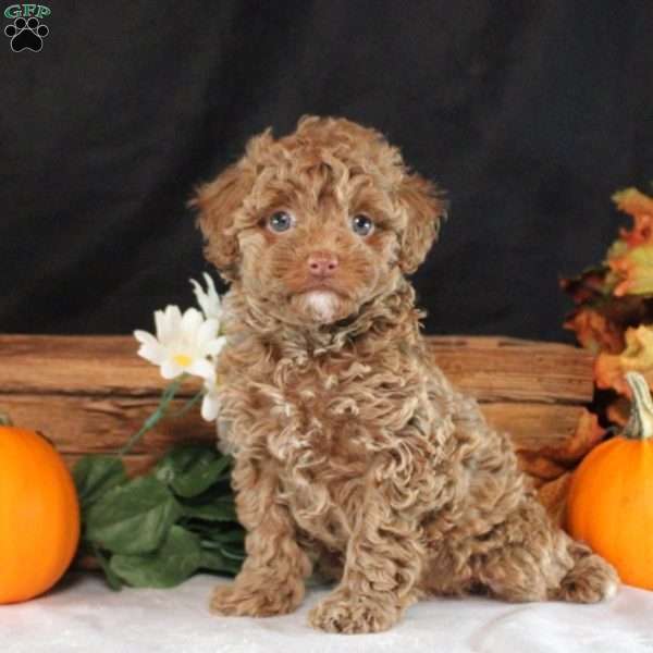 Lizzy, Toy Poodle Puppy