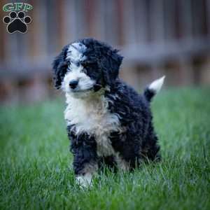 Logan, Mini Bernedoodle Puppy