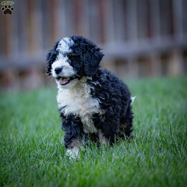 Logan, Mini Bernedoodle Puppy